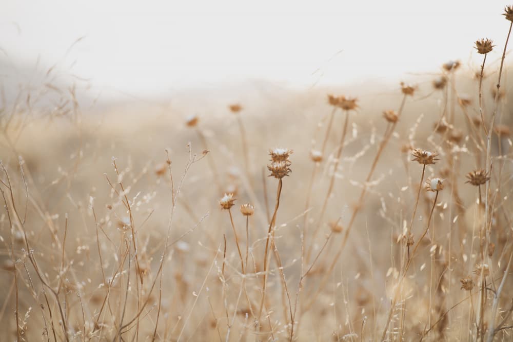 Soft Dry Meadow by Crystal Lynn Collins — canvas wall art