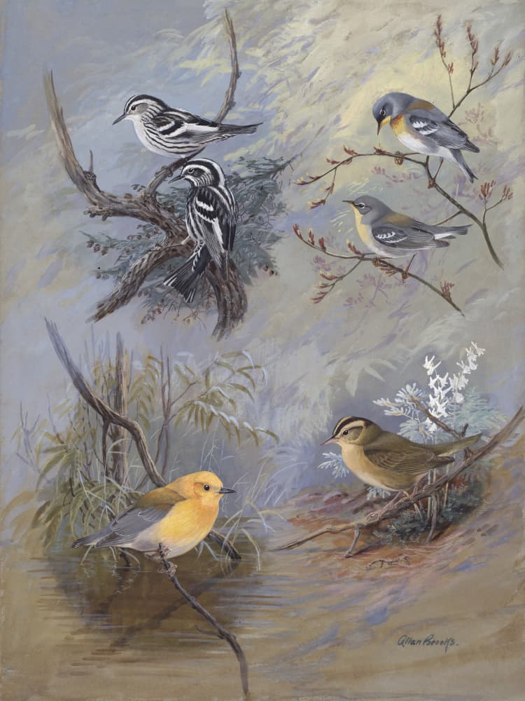 Warblers 002 By Allan Brooks by Allan Brooks — canvas wall art