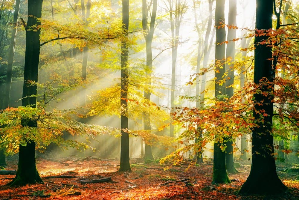 Golden Forest Sunbeams by Lars van de Goor † — canvas wall art