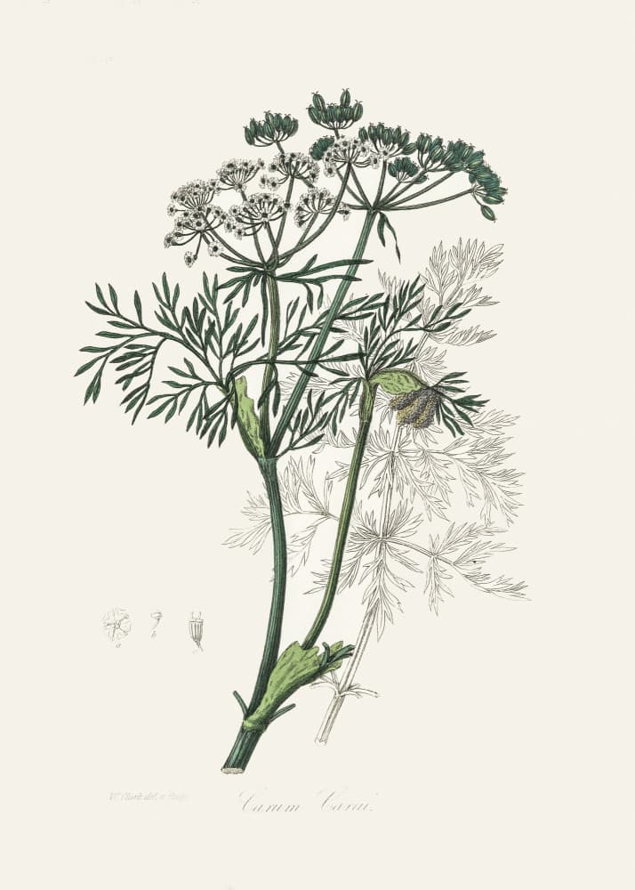 Caraway (carum Carui) Medical Botany by John Stephenson and James Morss Churchill — canvas wall art