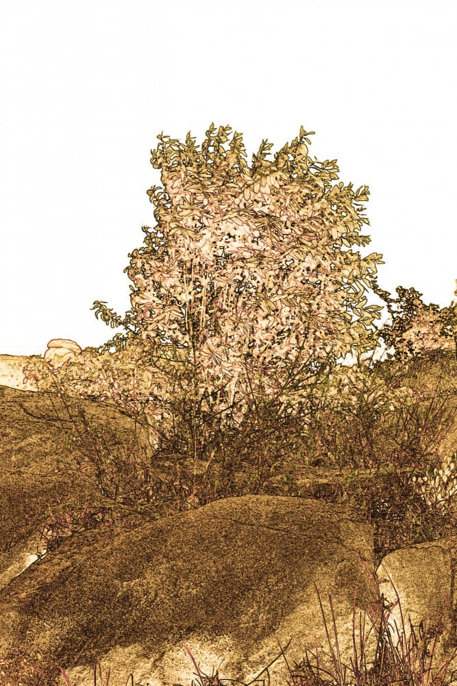 Solitary Tree Among Rocks by Santhosh ch — canvas wall art