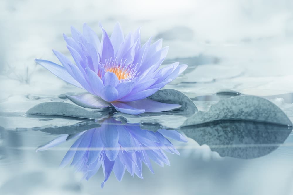 Serene Purple Lotus Reflection by Takashi Suzuki — canvas wall art