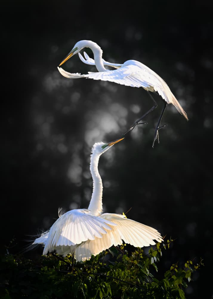Elegant Egrets In Light by Jianping Yang — canvas wall art