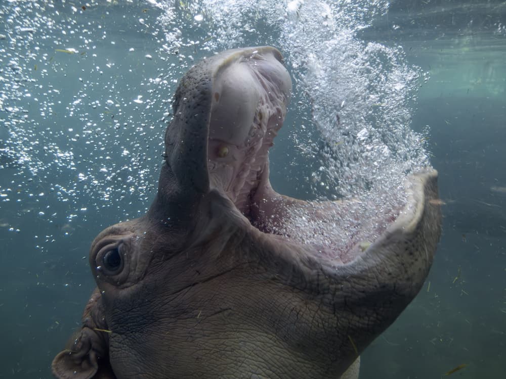 Bubbling Hippo Underwater by Andrea Izzotti — canvas wall art