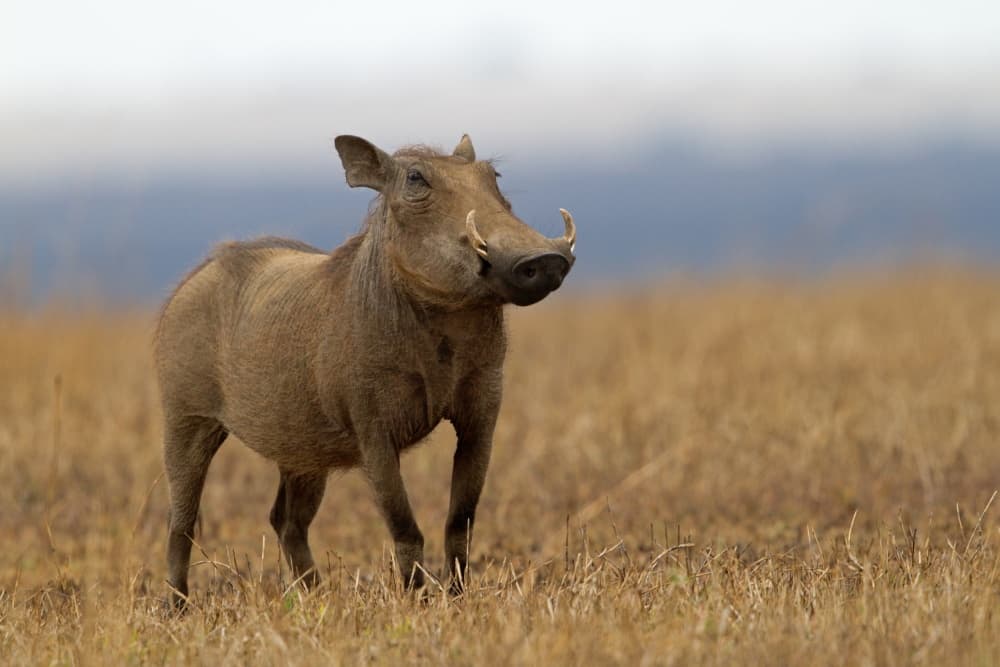 Warthog in Savanna by Amnon Eichelberg — canvas wall art