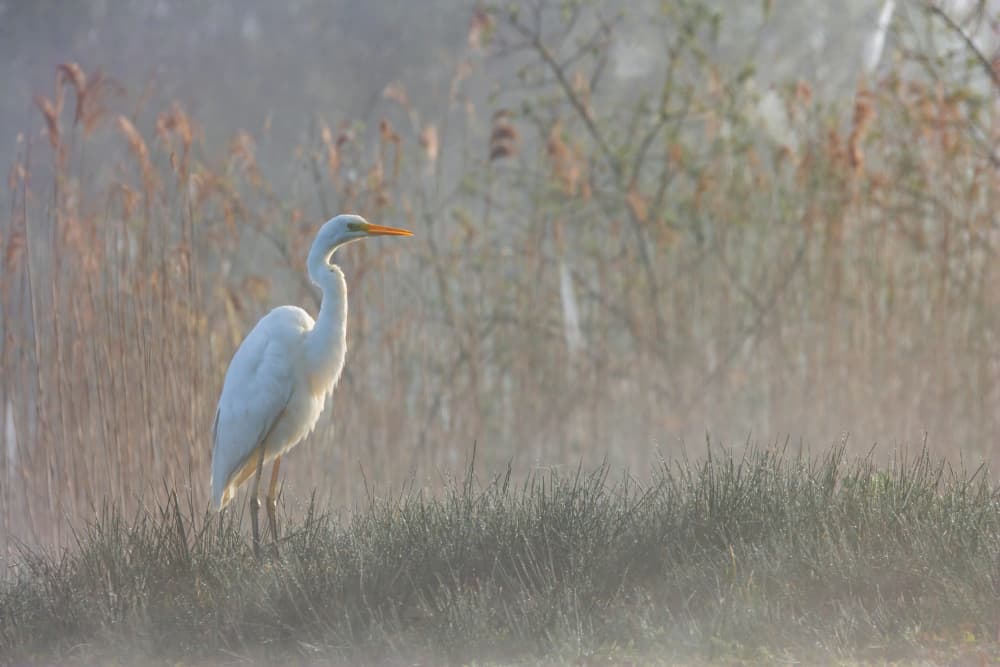 Misty Egret Morning by Ytje Veenstra — canvas wall art