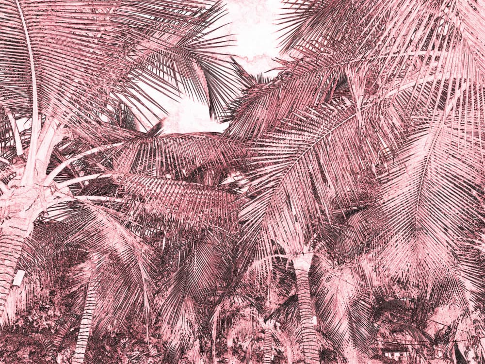 Pink Tropical Palms by Santhosh ch — canvas wall art