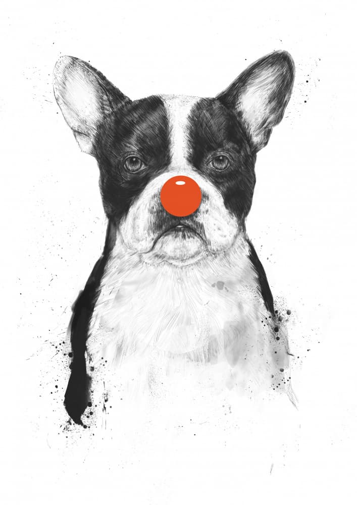 Boston Terrier Clown Dog by Balazs Solti — canvas wall art