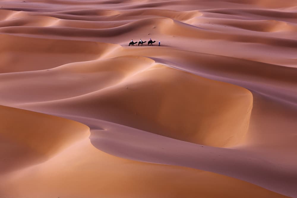 Desert Camel Caravan by David Martin Castan — canvas wall art