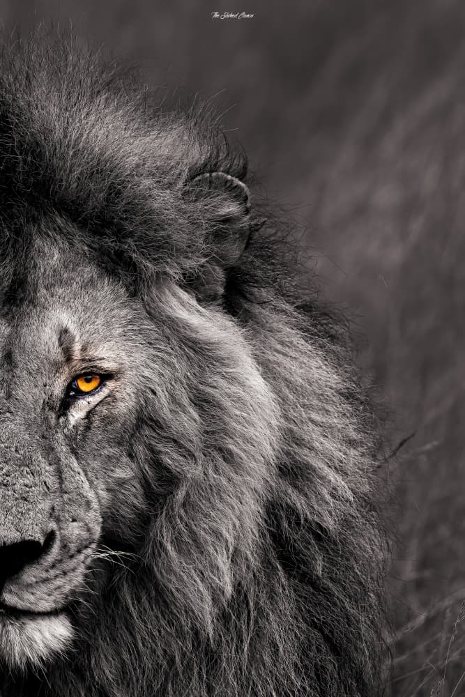 Lion's Golden Gaze by Saikiran Bhagavatula — canvas wall art