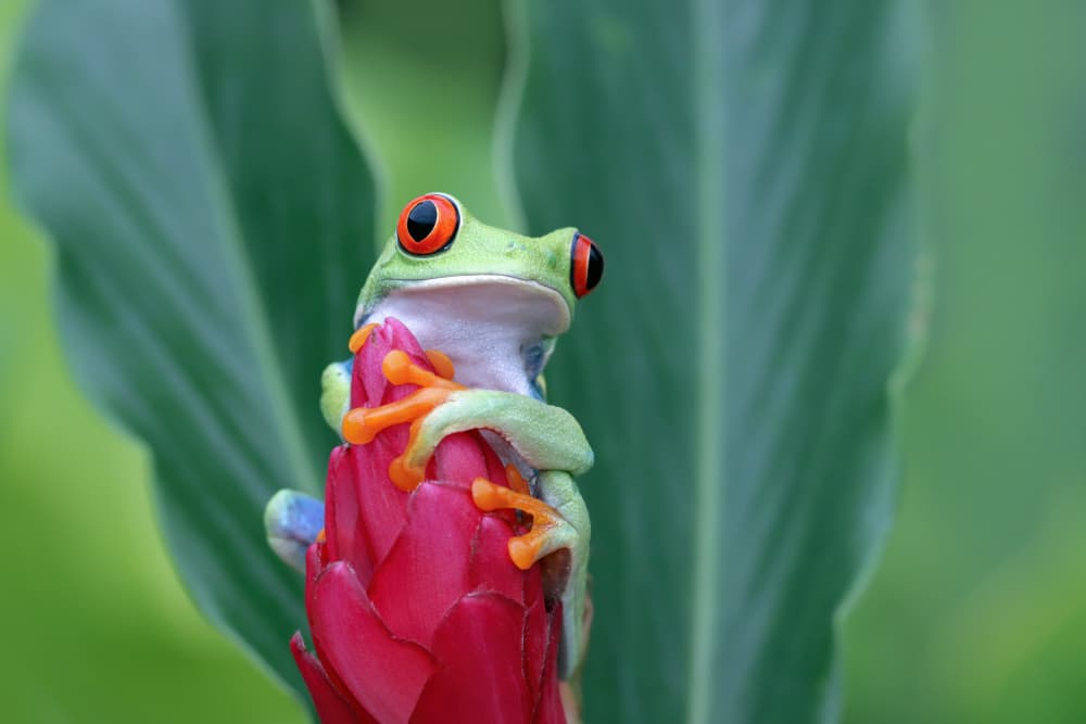 Vibrant Red-Eyed Frog by Kurit Afsheen — canvas wall art