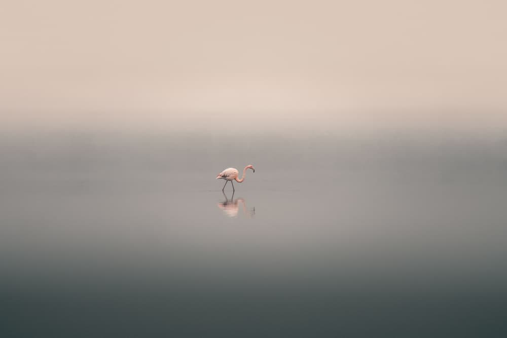 Serene Flamingo Reflection by Thomas de Franzoni — canvas wall art