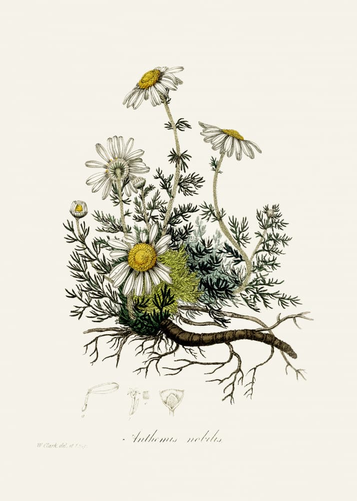 Chamomile (anthemis Nobilis) Medical Botany by John Stephenson and James Morss Churchill — canvas wall art