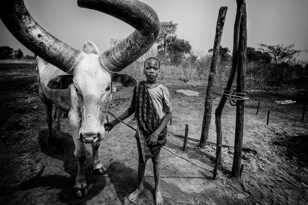 Dinka Boy and Ox by Joxe Inazio Kuesta Garmendia — canvas wall art