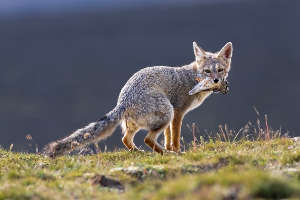 Wild Fox With Prey by GENNARO DI NOTO — canvas wall art