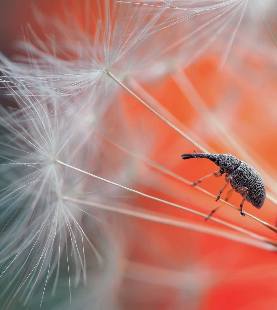 Weevil on Dandelion Seed by Thierry Dufour — canvas wall art