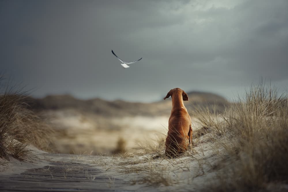 Dunes Dog And Seagull by Heike Willers — canvas wall art