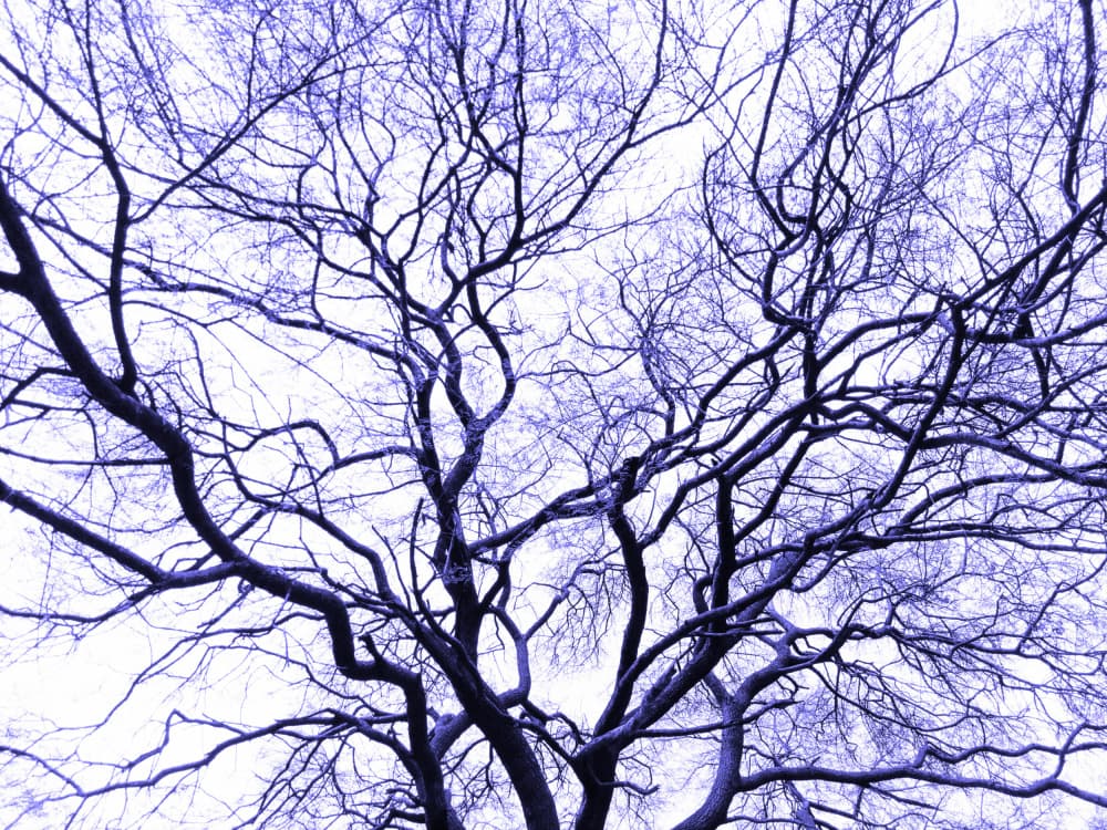 Bare Purple Tree by Santhosh ch — canvas wall art