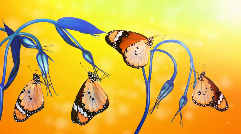 Vibrant Butterfly Garden by Mustafa öztürk — canvas wall art