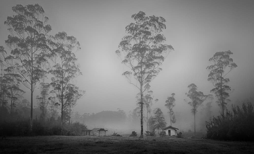 Misty Forest House by Angela Muliani Hartojo — canvas wall art