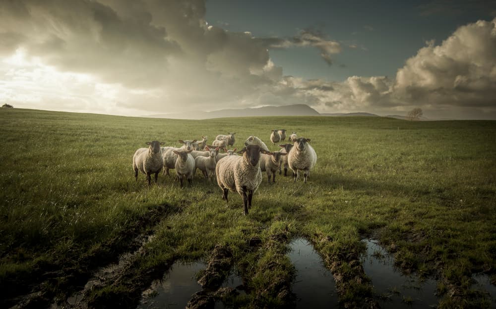 Sheep in Muddy Pasture by David Ahern — canvas wall art