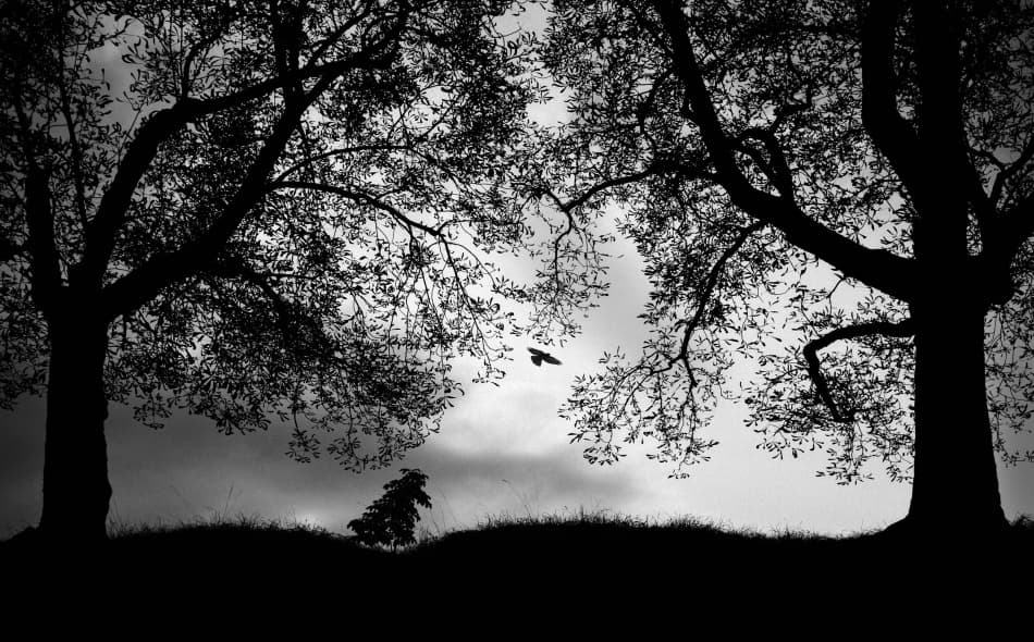 Trees And Flying Bird by Christoph Hessel — canvas wall art