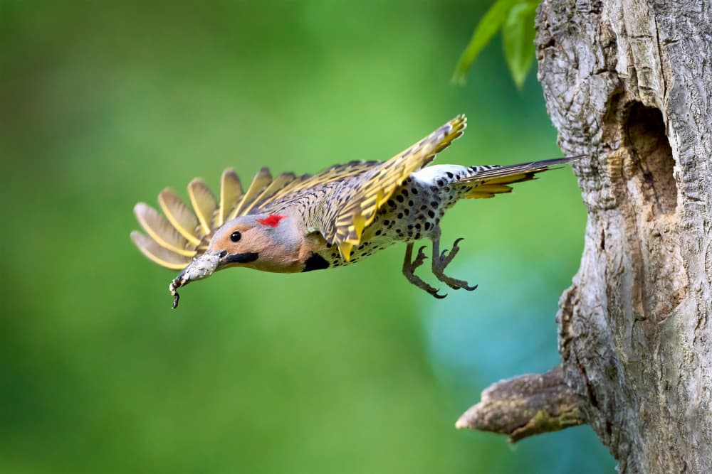 Northern Flicker Flight by Johnny Chen — canvas wall art