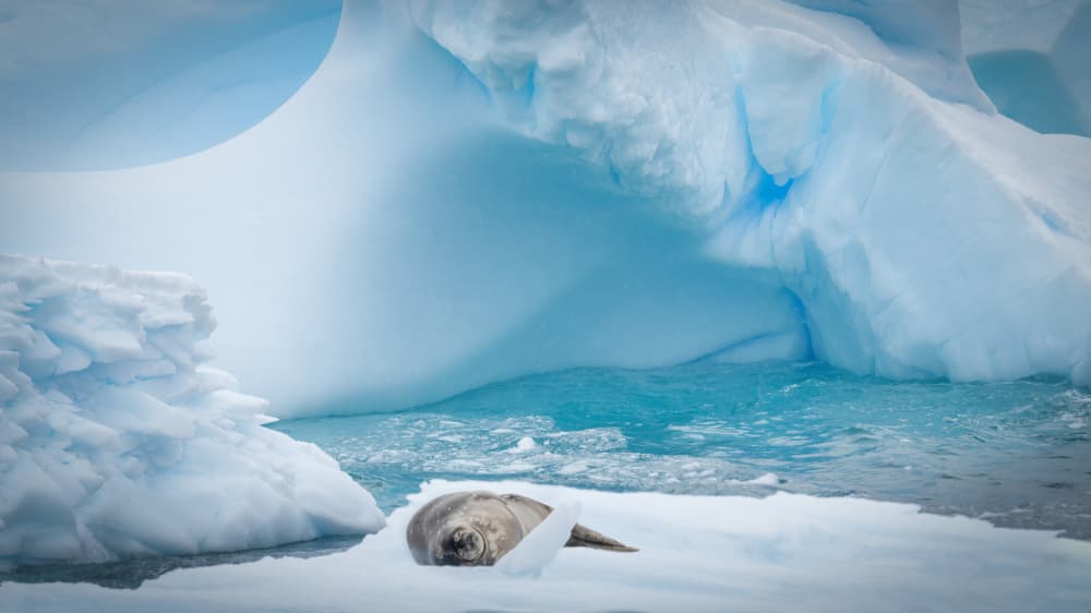 Resting Seal Blue Ice by Yu Mao — canvas wall art