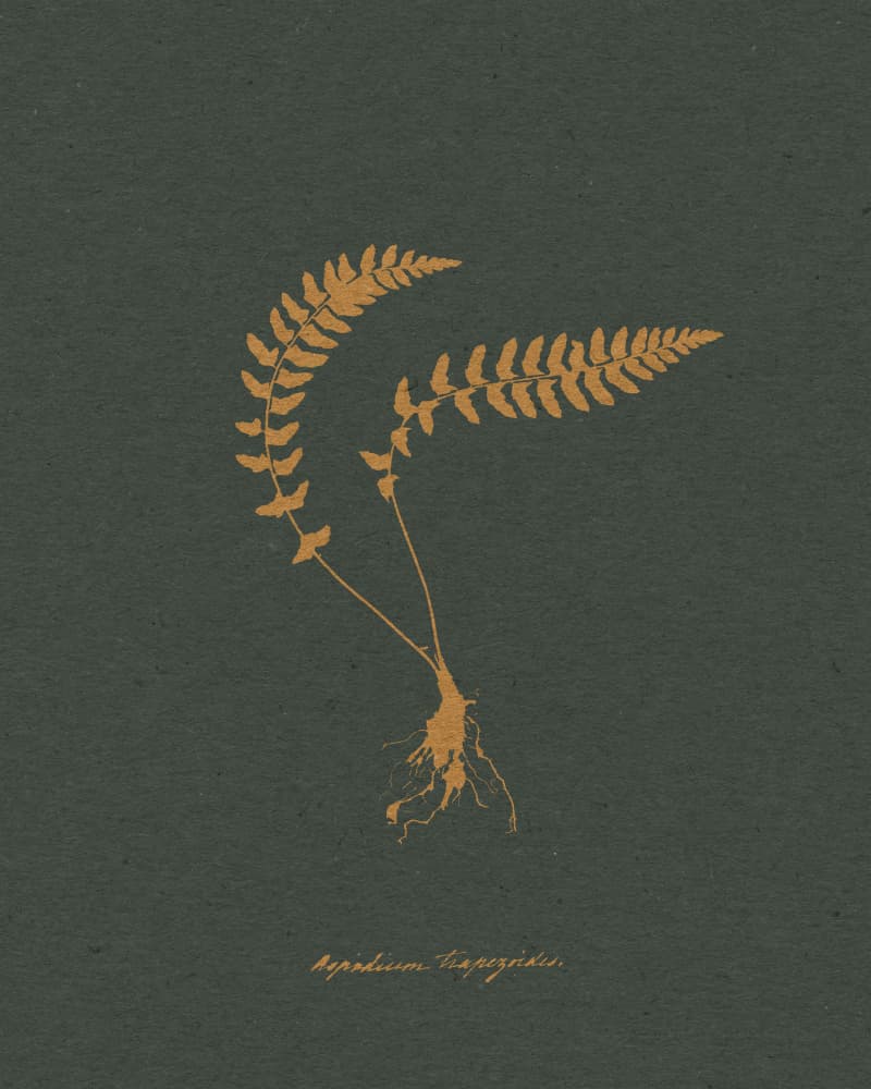 Golden Fern Botanical Study by Wild Violets — canvas wall art