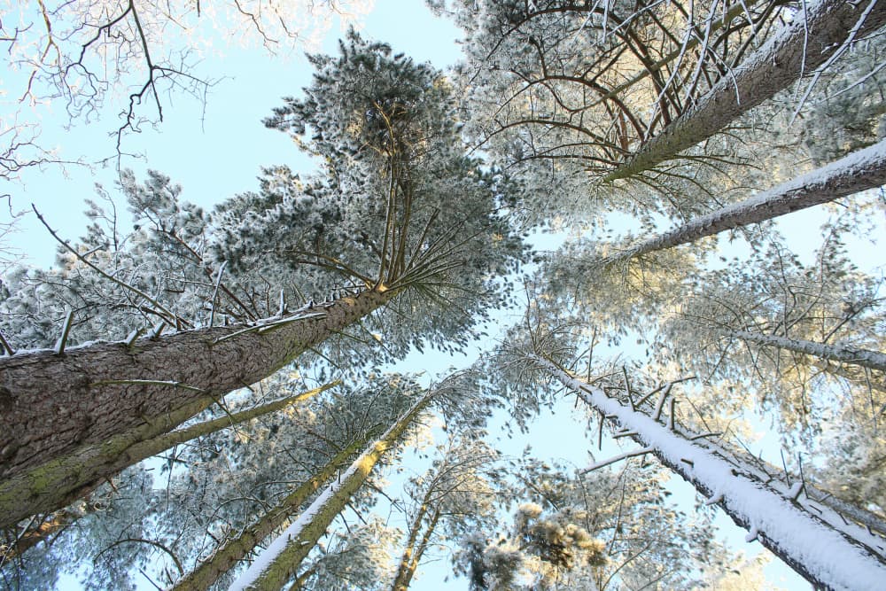 Snowy Pine Canopy by Alyson Fennell — canvas wall art