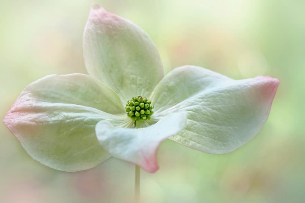 Soft Dogwood Bloom by Jacky Parker — canvas wall art