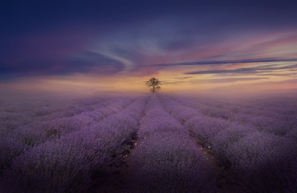 Misty Lavender Sunrise by Nikki Georgieva V E G A N I K — canvas wall art