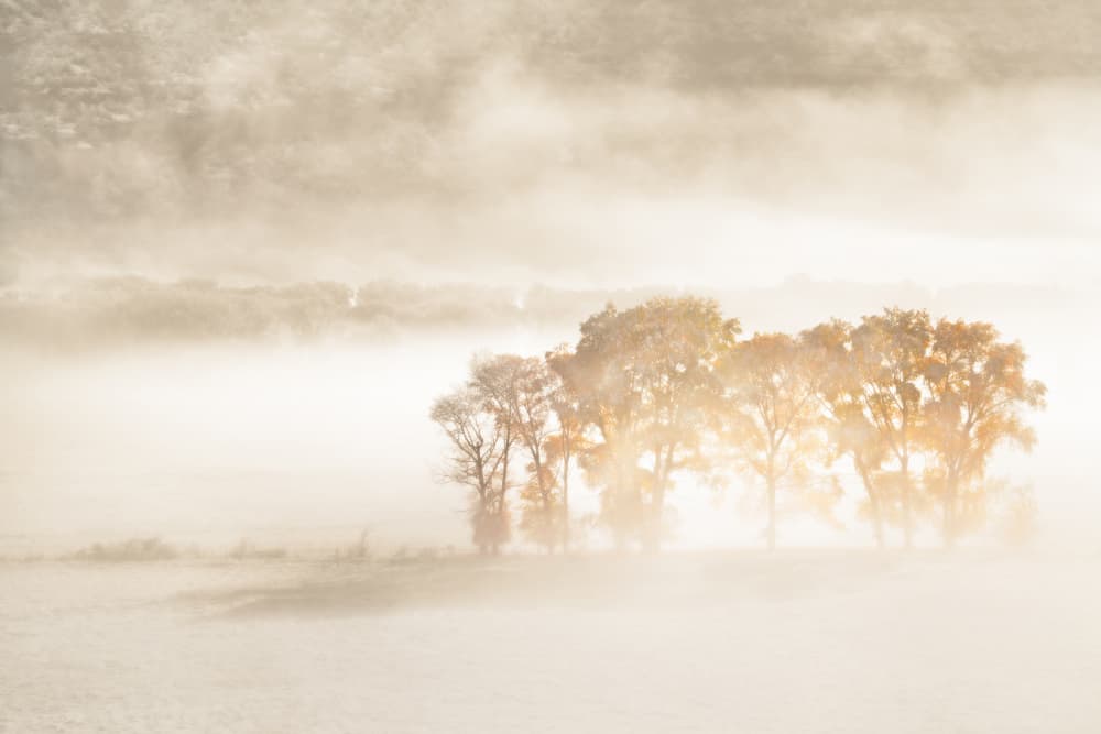 Trees In Golden Mist by John Fan — canvas wall art
