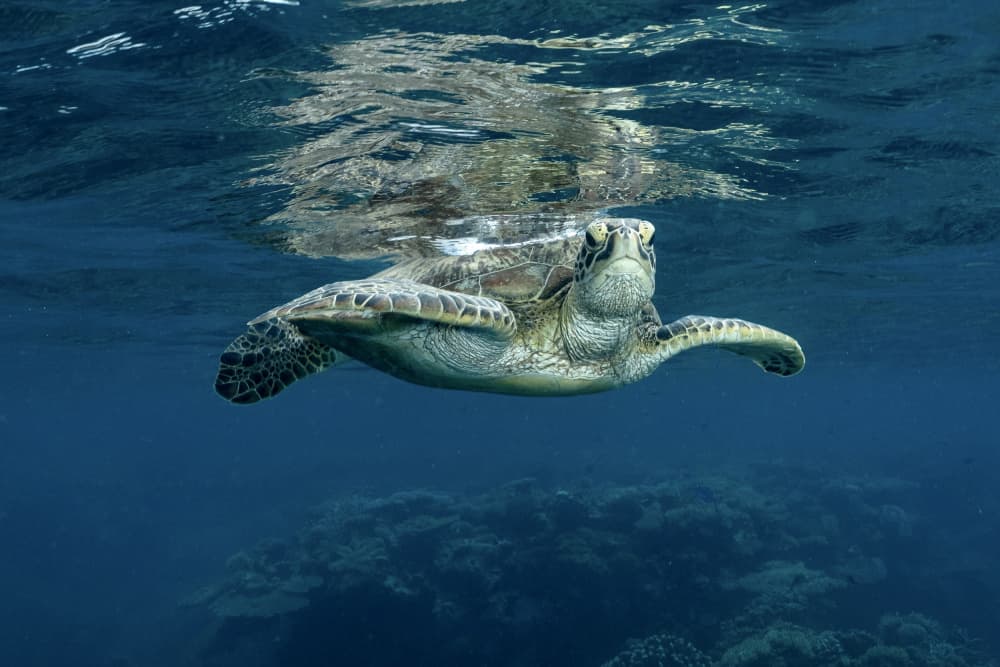 Peaceful Ocean Turtle by Serge Melesan — canvas wall art
