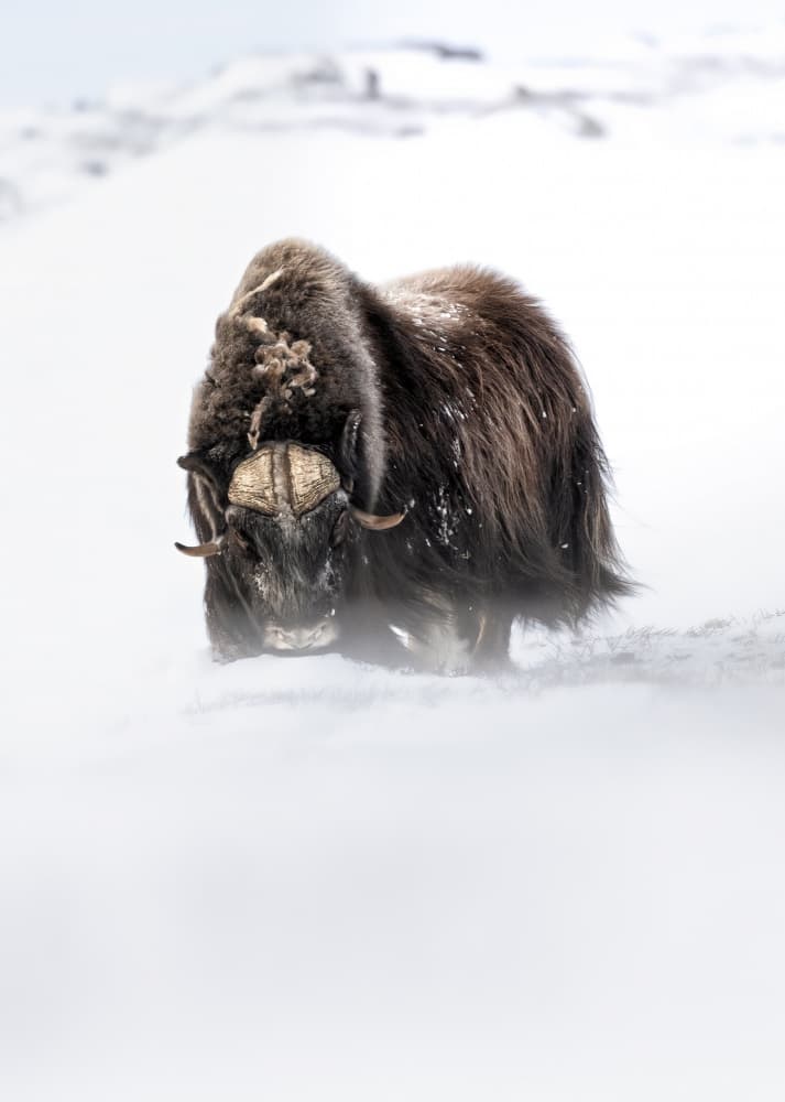 Arctic Musk Ox by Marco Barisone — canvas wall art