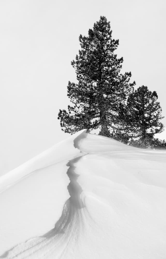 Winter Ridge Pines by Rodrigo Núñez Buj — canvas wall art