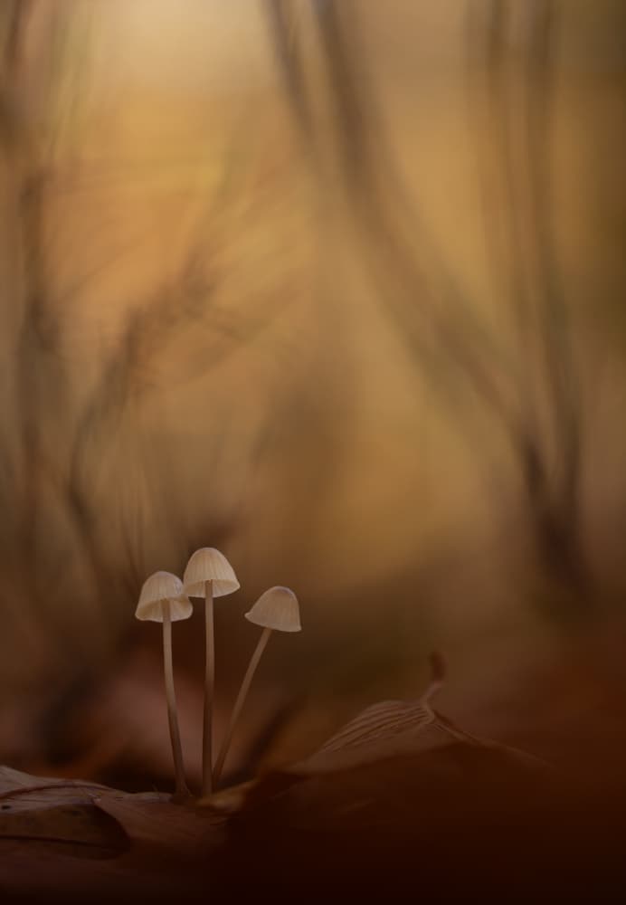 Delicate Forest Mushrooms by Daan de Vos — canvas wall art