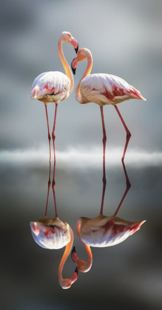 Two Flamingos In Love by Bassant Meligy — canvas wall art