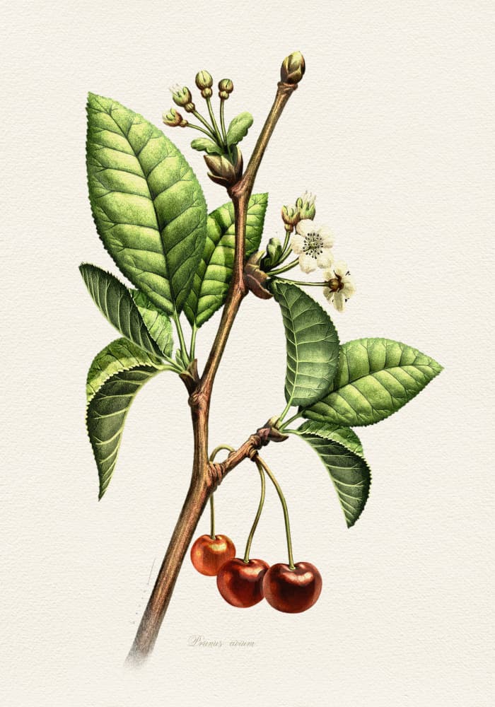 Sweet Cherry Botanical Branch by Juan Hernaz — canvas wall art