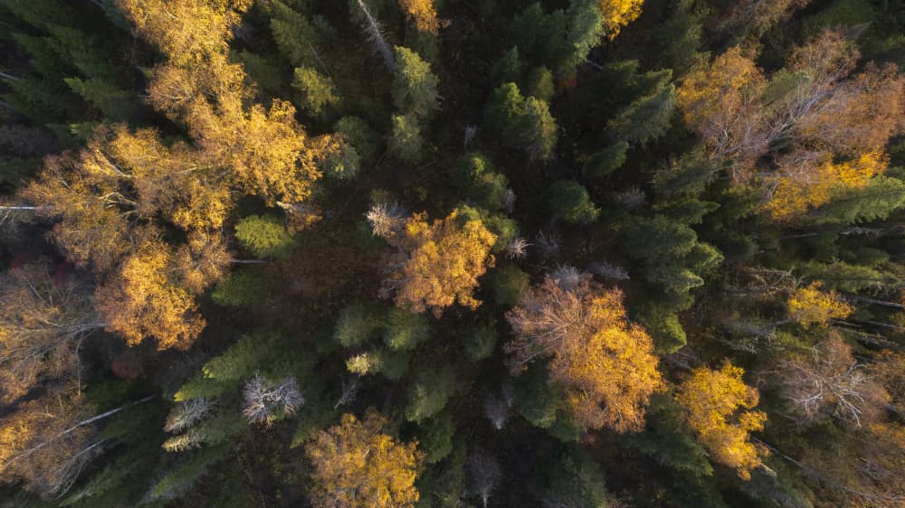 Vibrant Autumn Canopy by Eser Karadag — canvas wall art