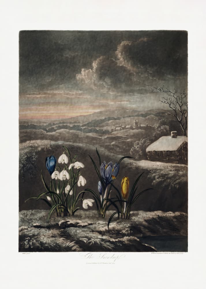 The Snowdrops from The Temple of Flora (1807) by Robert John Thornton — canvas wall art
