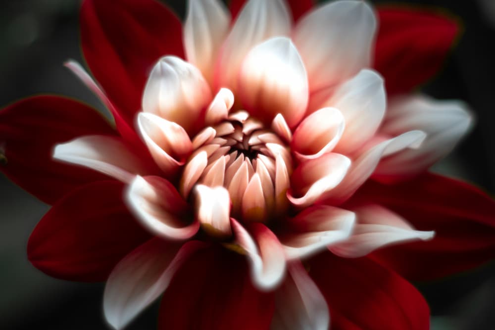 Red and White Dahlia by Fred Louwen — canvas wall art