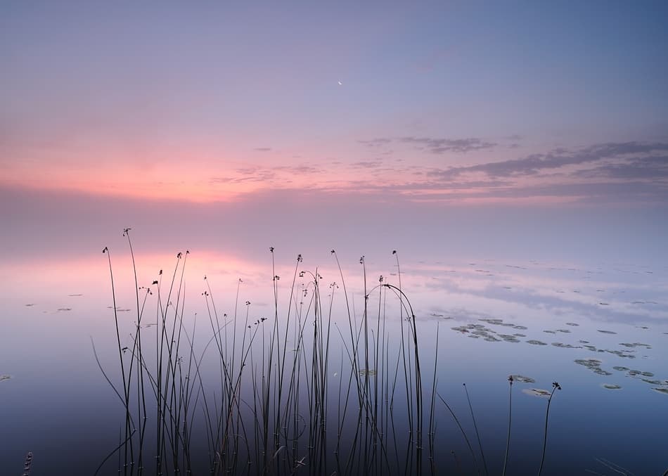 Pink Twilight Lake Reeds