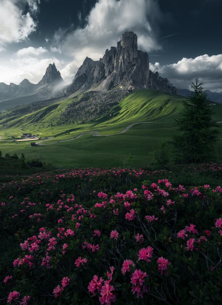 Alpine Peaks and Pink Blooms by NingYun Ye — canvas wall art