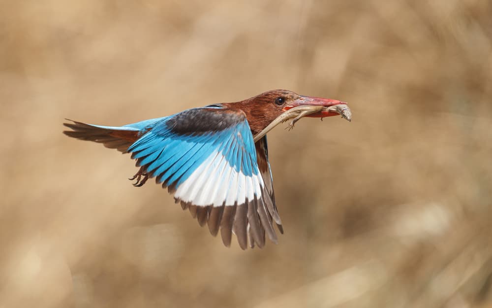 Kingfisher Catching Prey by Assaf Gavra — canvas wall art