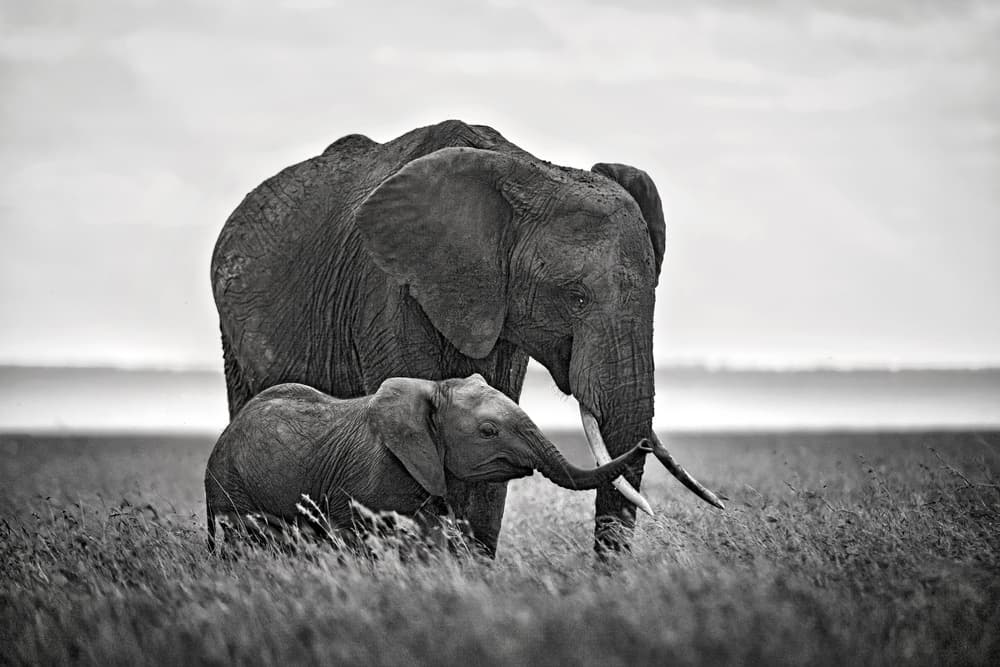 Gentle Elephant Family by Xavier Ortega — canvas wall art