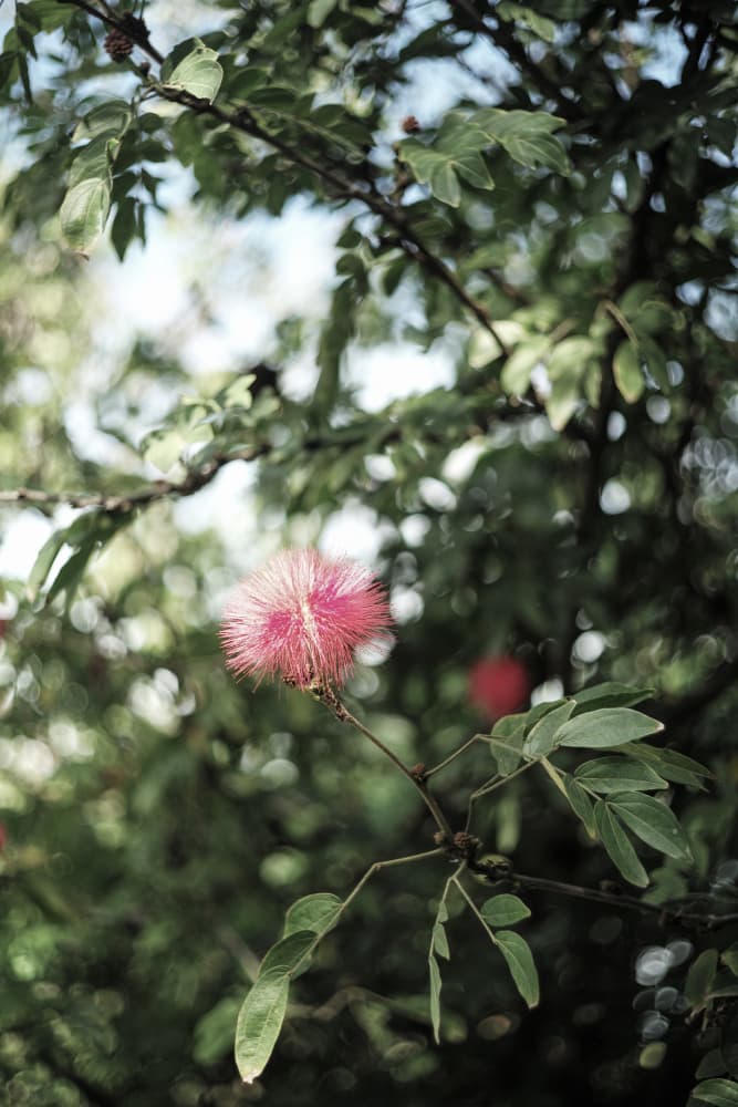 Petal Brush by Shot by Clint — canvas wall art