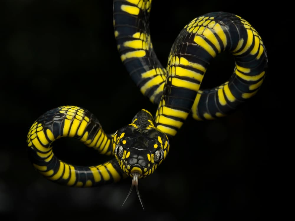 Striking Yellow Serpent by Tantoyensen — canvas wall art