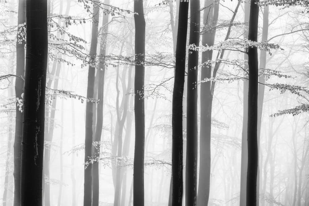 Misty Forest Trees by Tom Pavlasek — canvas wall art