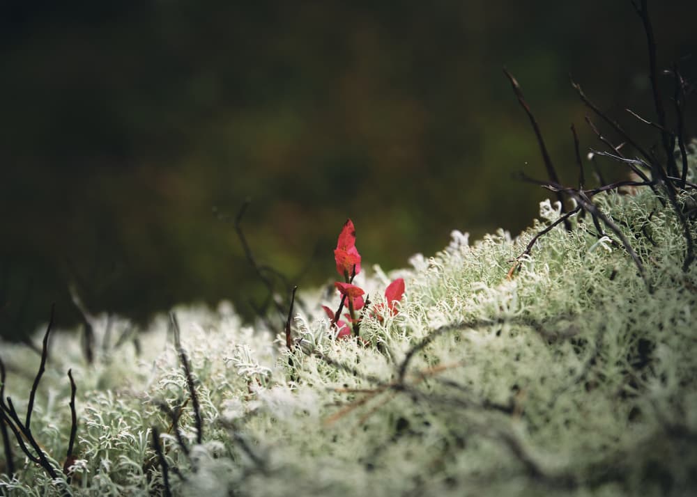 Vibrant Red Forest Floor by Hamed Bank — canvas wall art